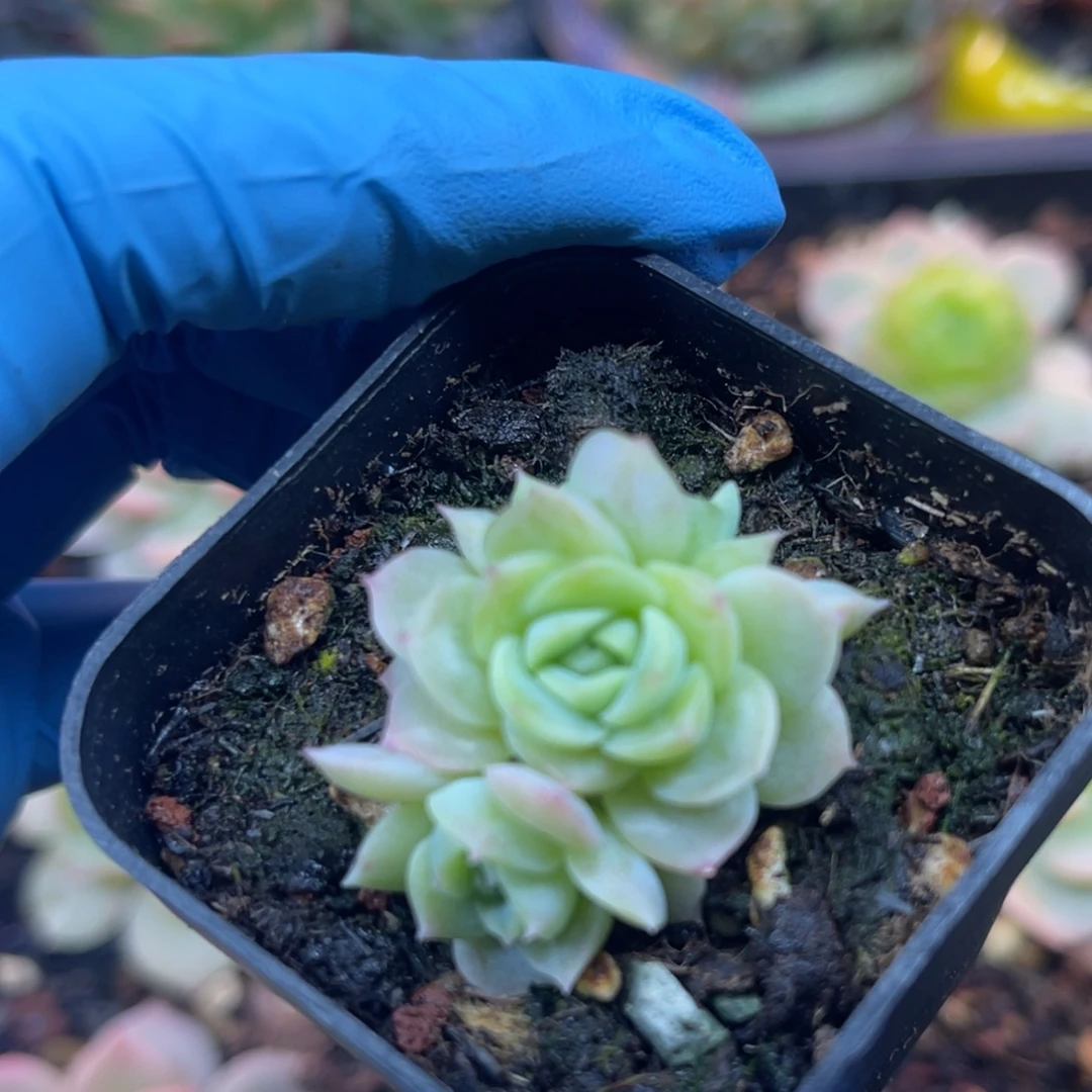 翡翠流心 三头叶插苗