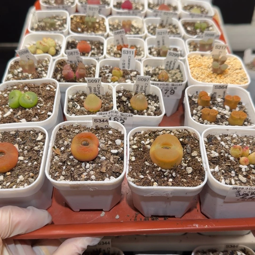 ξ***й肉锥多肉植物百科4-259