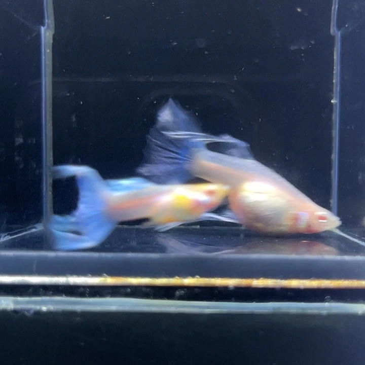 孔雀鱼蓝白绣球1对种12