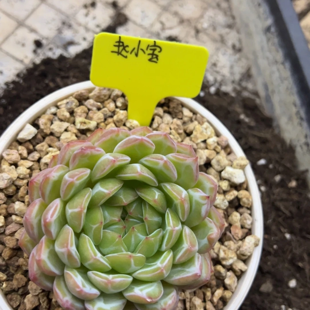 赵***我我在等他呢他就没在啊
