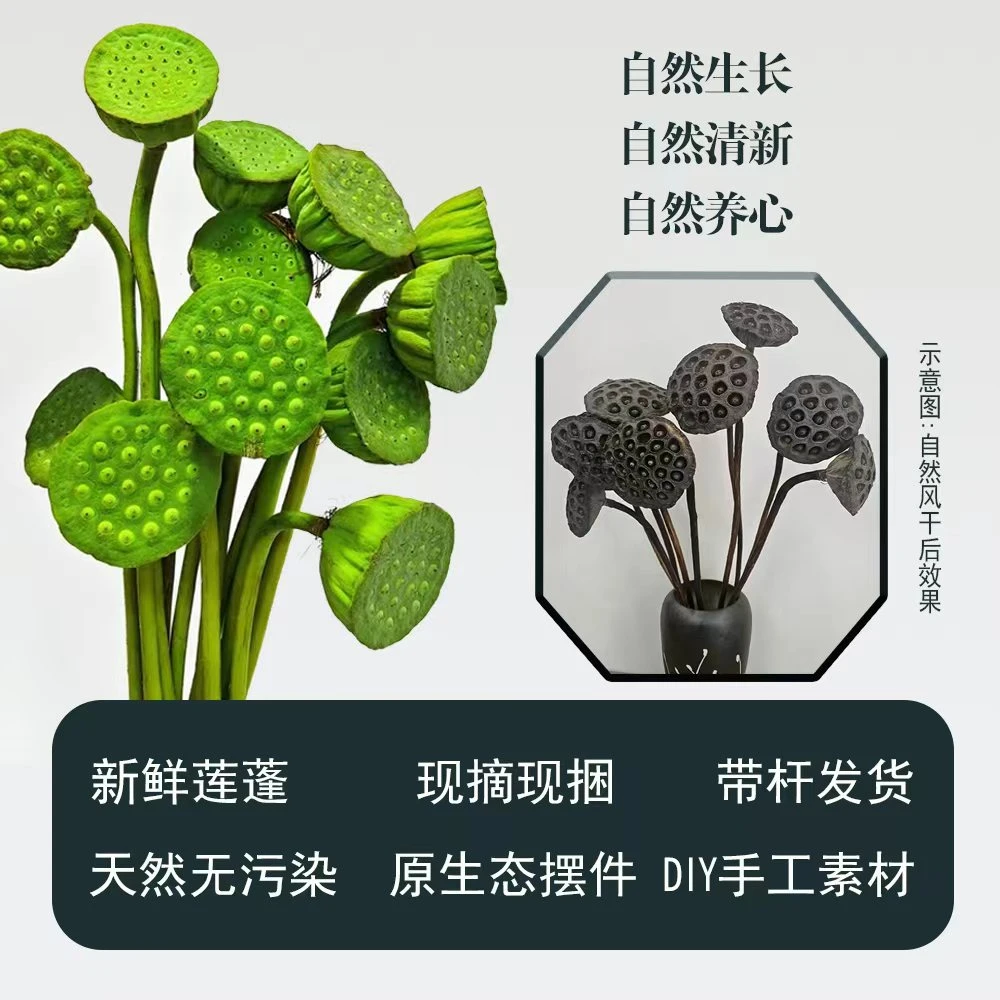 鲜莲蓬现摘现扎自然风干花艺居家传统文化生活客厅茶室摆件禅意