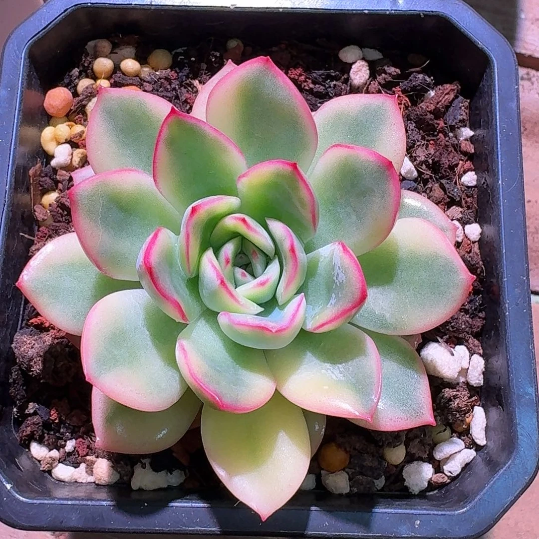 雨燕座锦 小号多肉