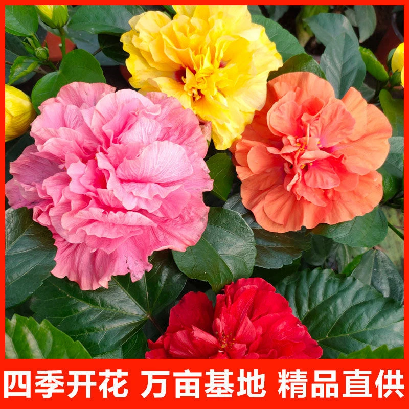 精品丹麦木槿花盆栽大苗阳台庭院多年生好养耐热四季开花芙蓉牡丹