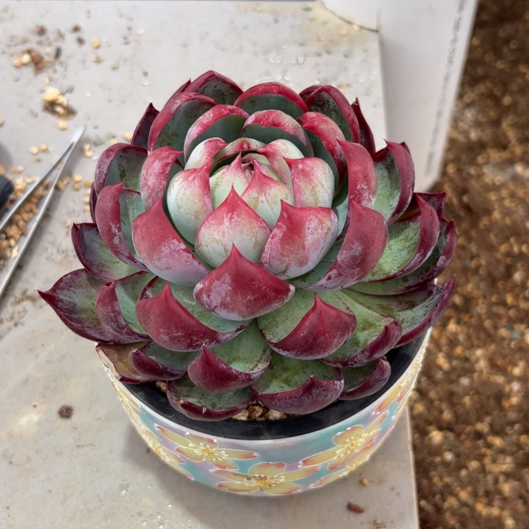 惊鸿仙子多肉植物