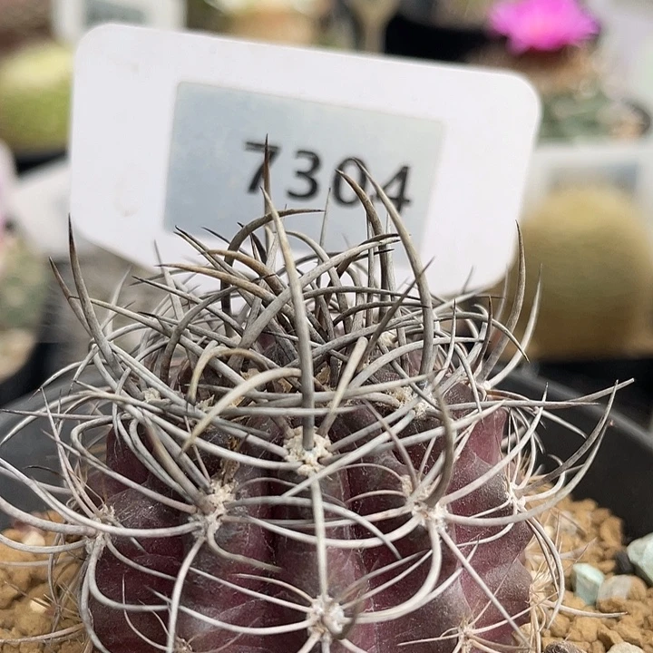 7304 暗黑玉变种实生裸根发货