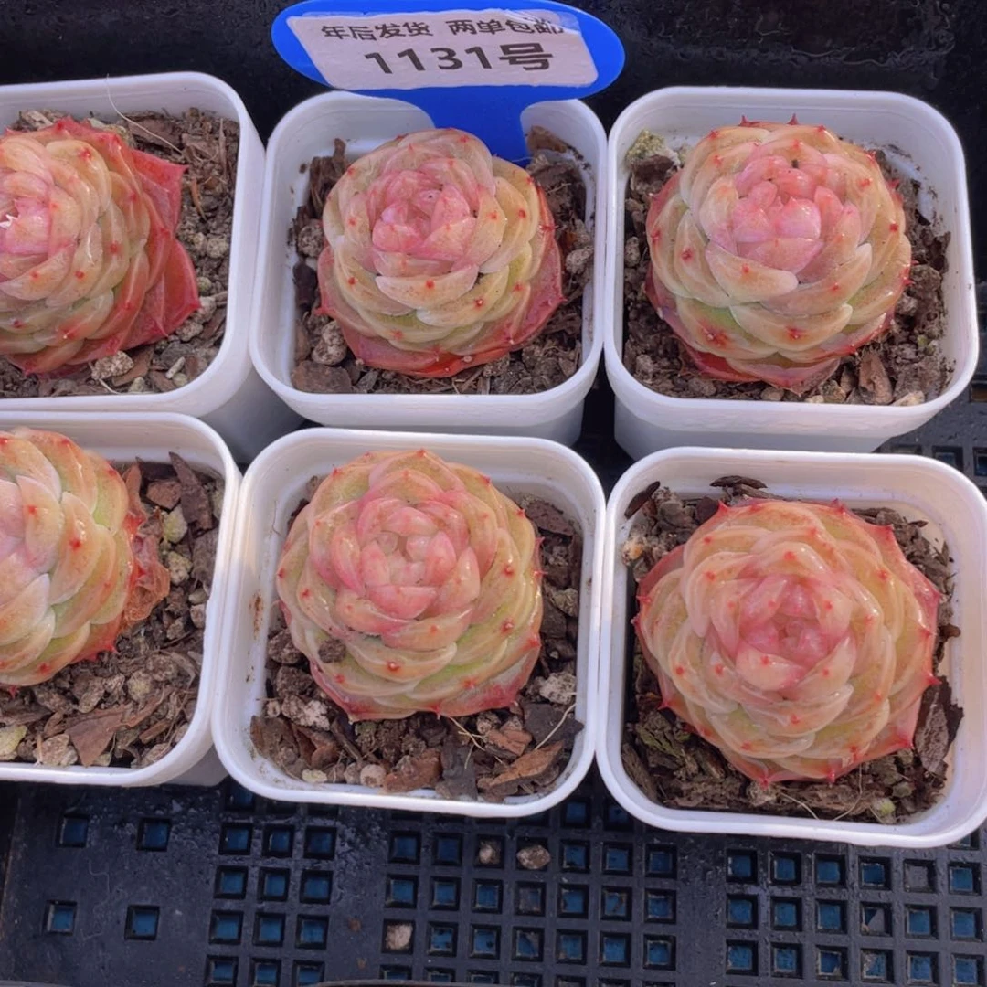 1131号 珍妮冻唇蜜单头一个