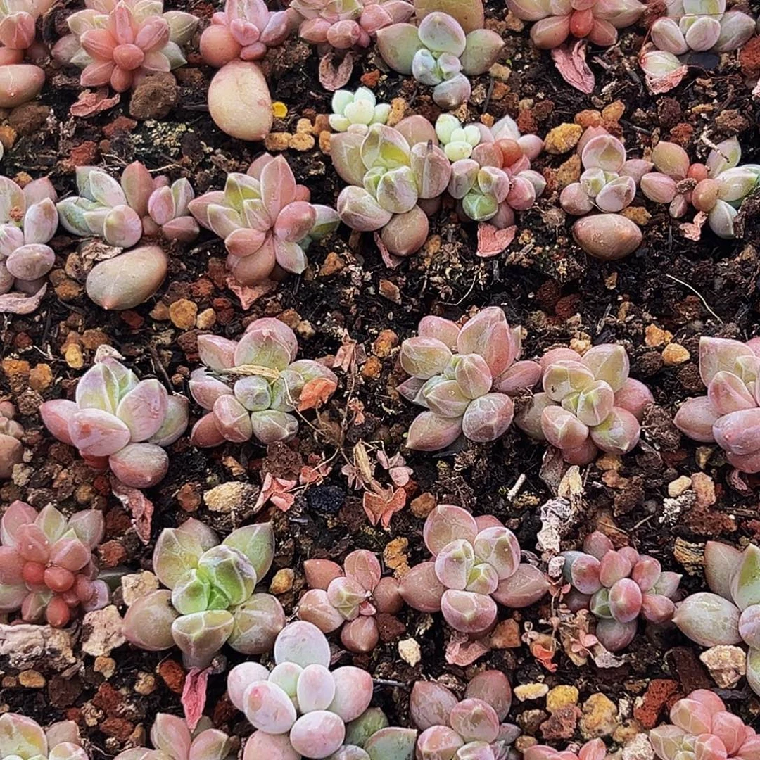 50颗美人系列多肉植物