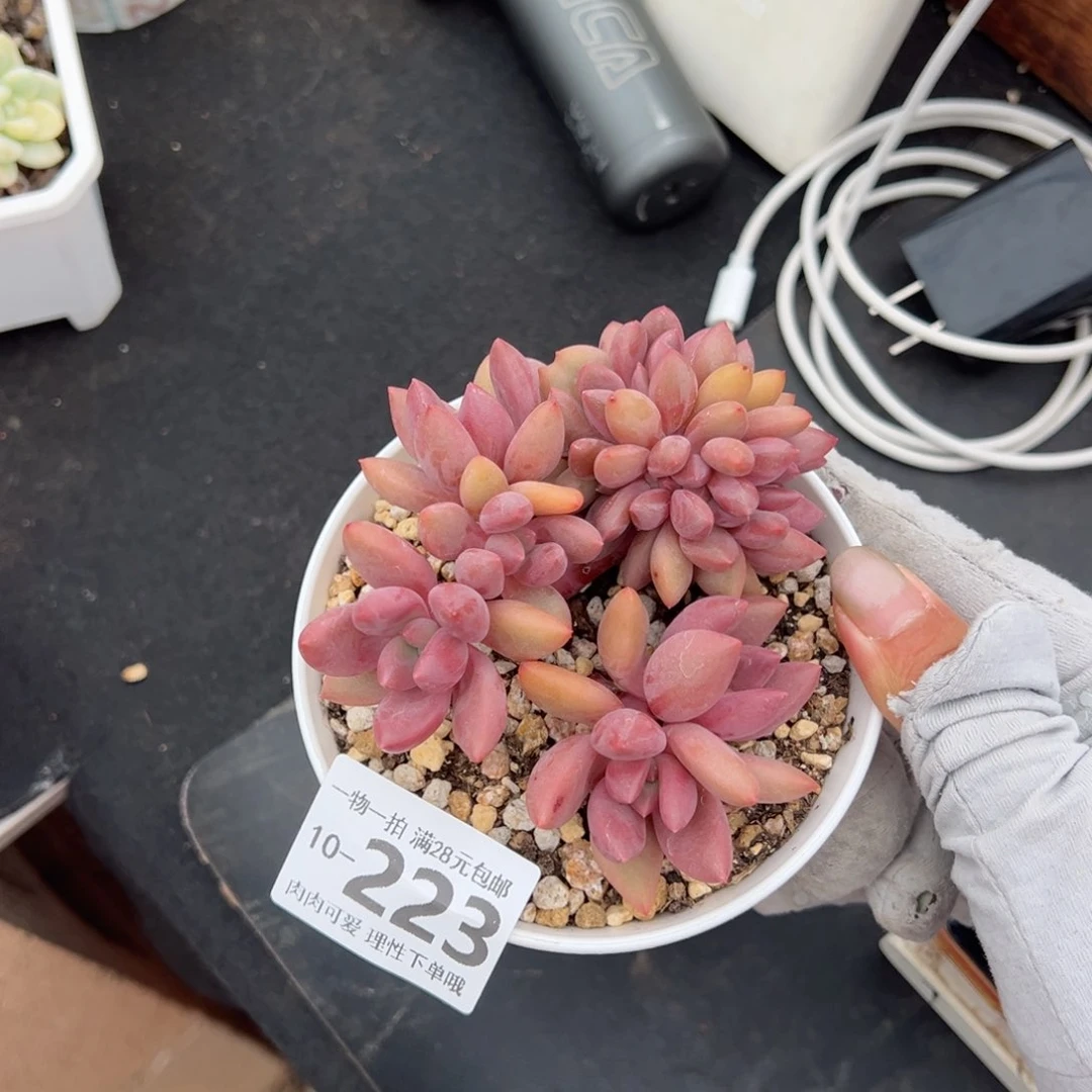 桃花源缀多肉多肉多肉多肉