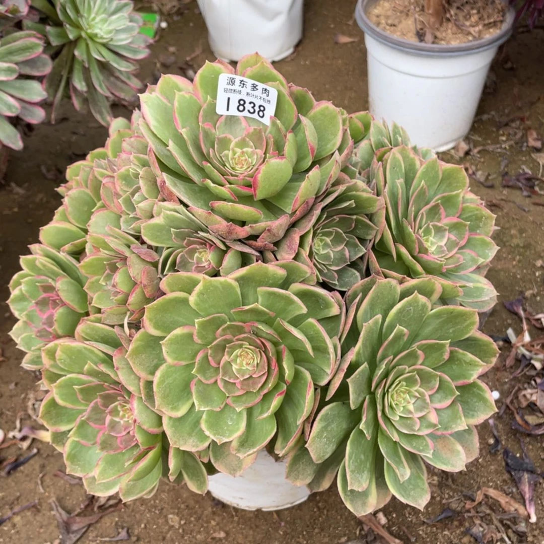 838粉花妖多肉法师断枝不包