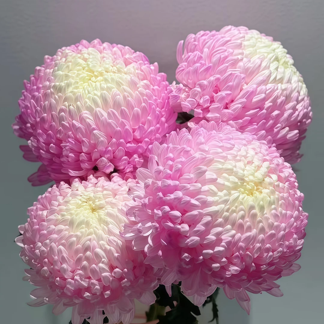 重瓣大菊花花苗盆栽耐寒热室内植物荷兰菊懒人菊花苗绿植盆栽花卉