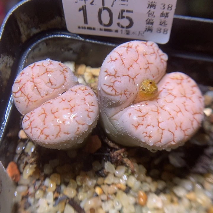 精品生石花217.105