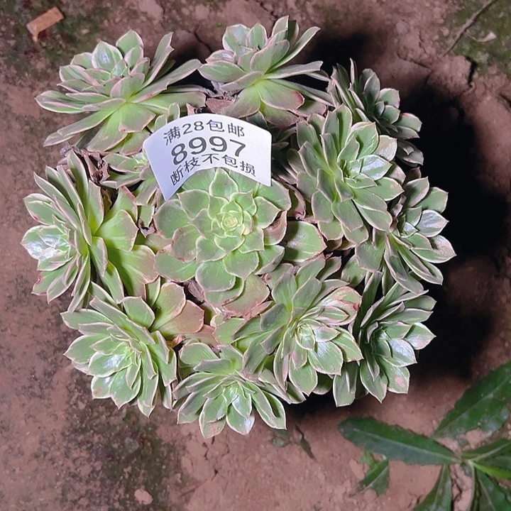 8997万花筒多肉植物