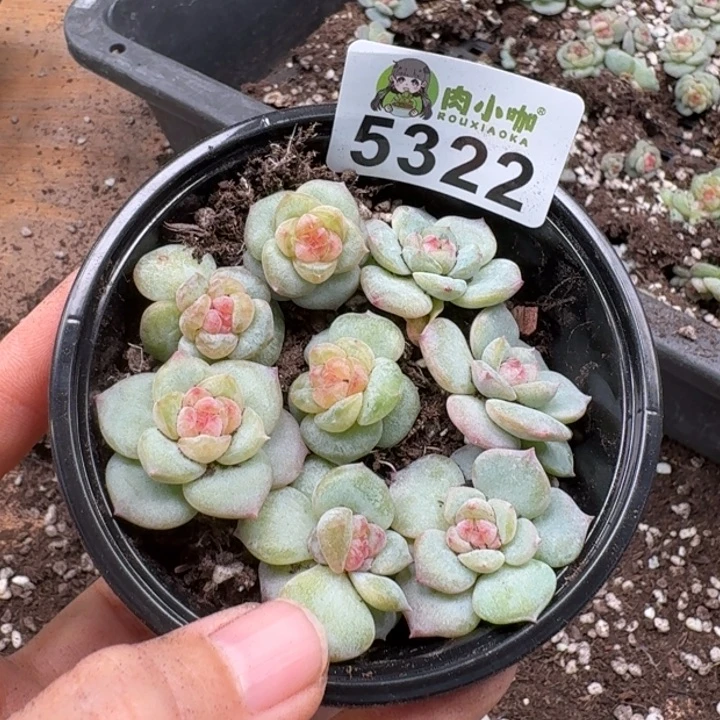 多肉植物多头植物