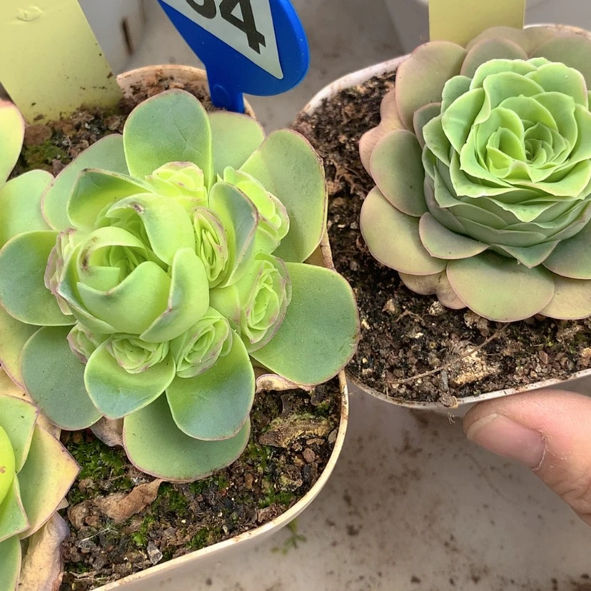 【闪购商品】yjj354447