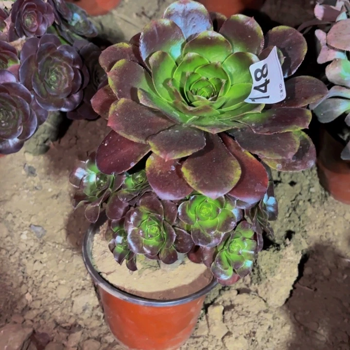 148独眼巨人多肉植物不售后