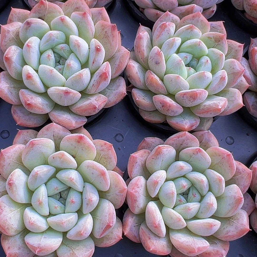 5厘米盆飞星2颗多肉