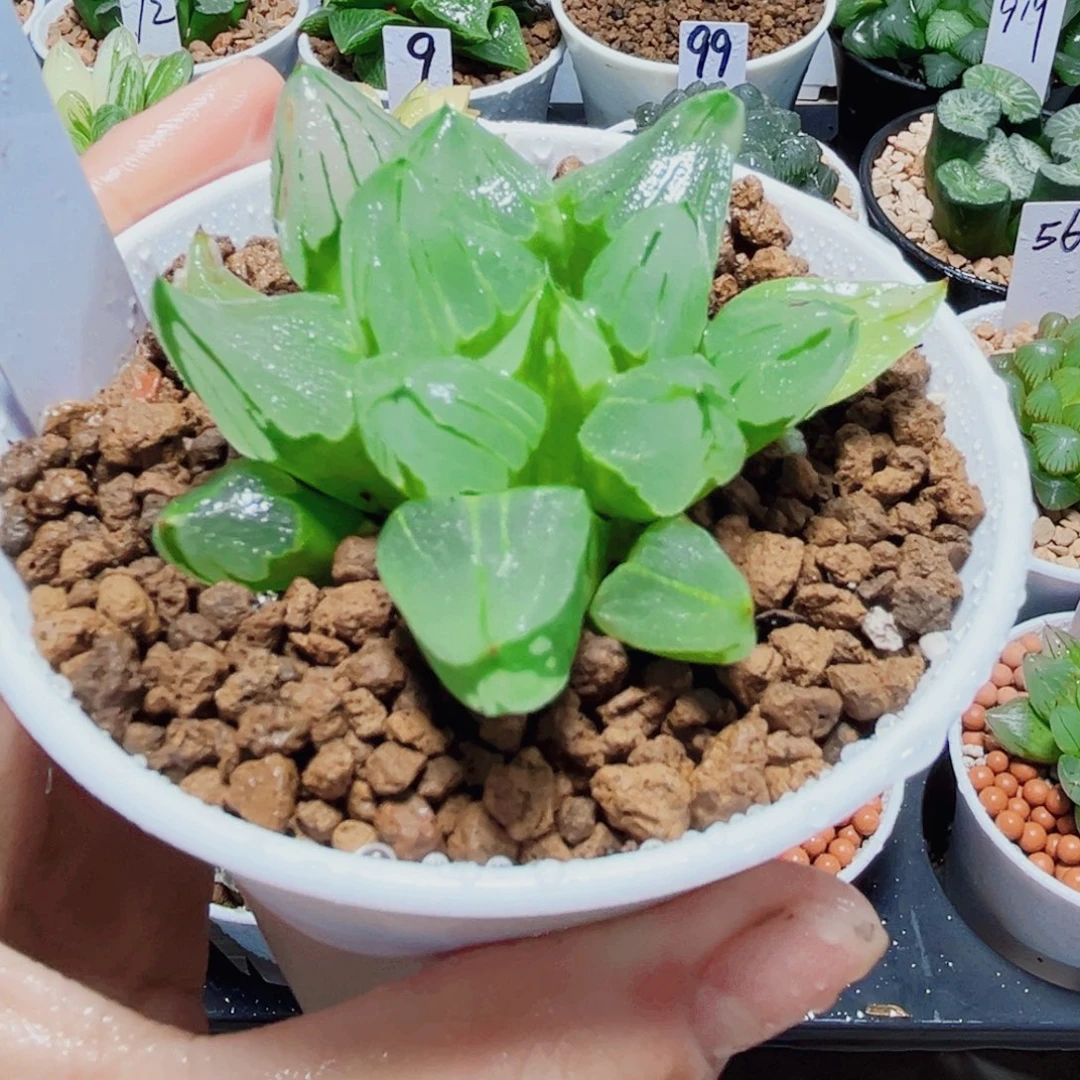 冰城寿多肉植物66666