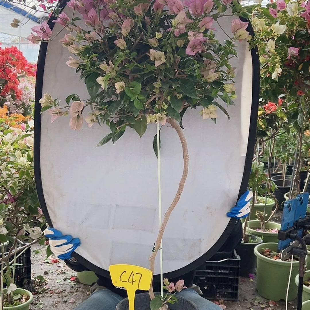 草****大部分花苞少量开放C47赛佛里