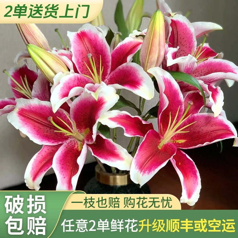 【源头优选老六】国王香水百合/元旦福利 任意2单鲜花升级快递