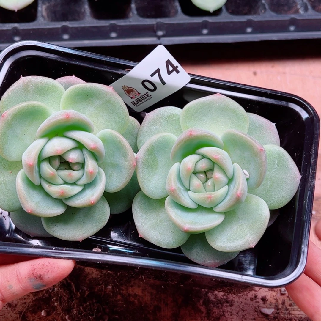 泡***x多肉植物多肉植物