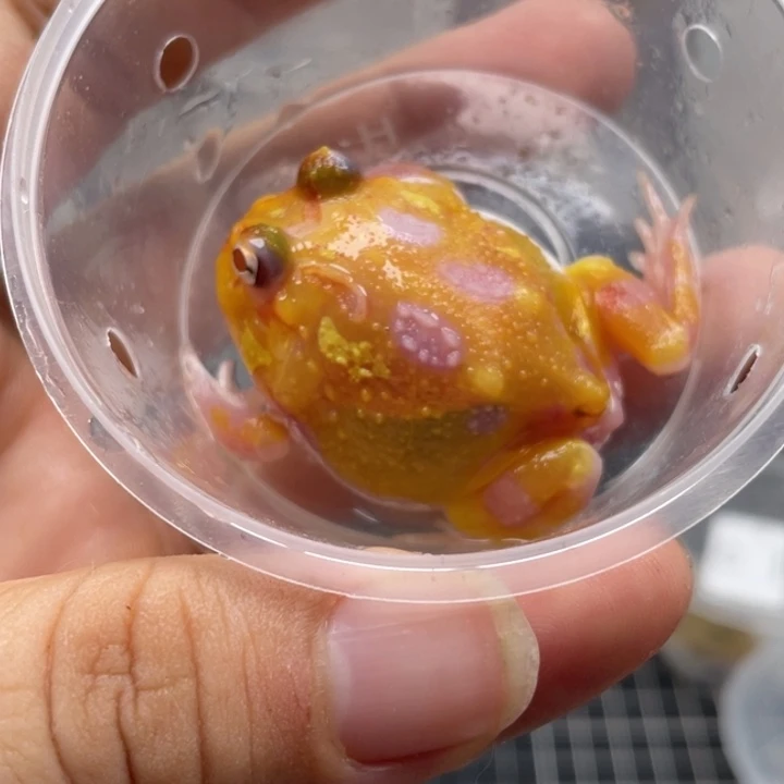 角蛙变异角蛙024