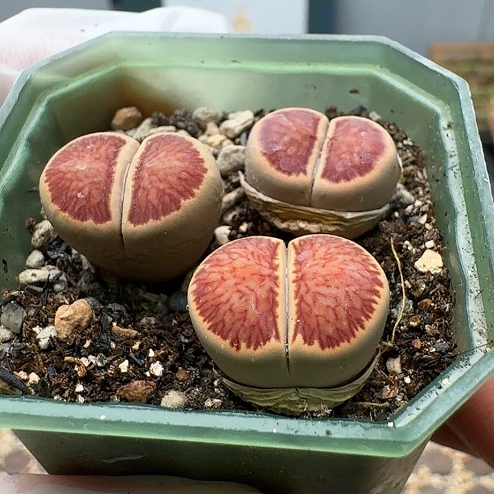23632清框特价红窗菊