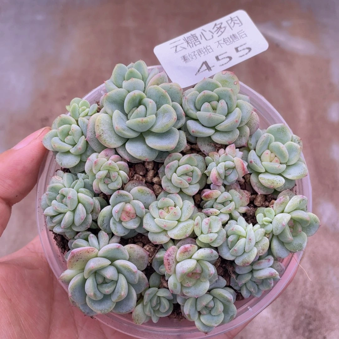 云糖心多肉植物455