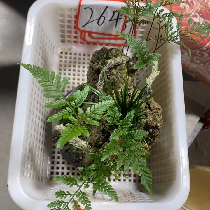 旺*退款拉黑一物一拍264