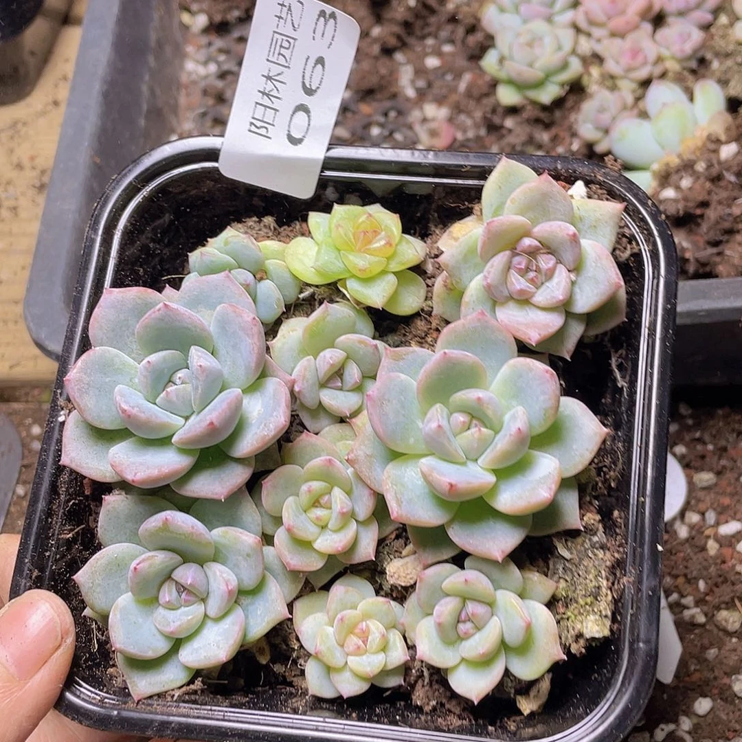 多肉植物多肉植物63