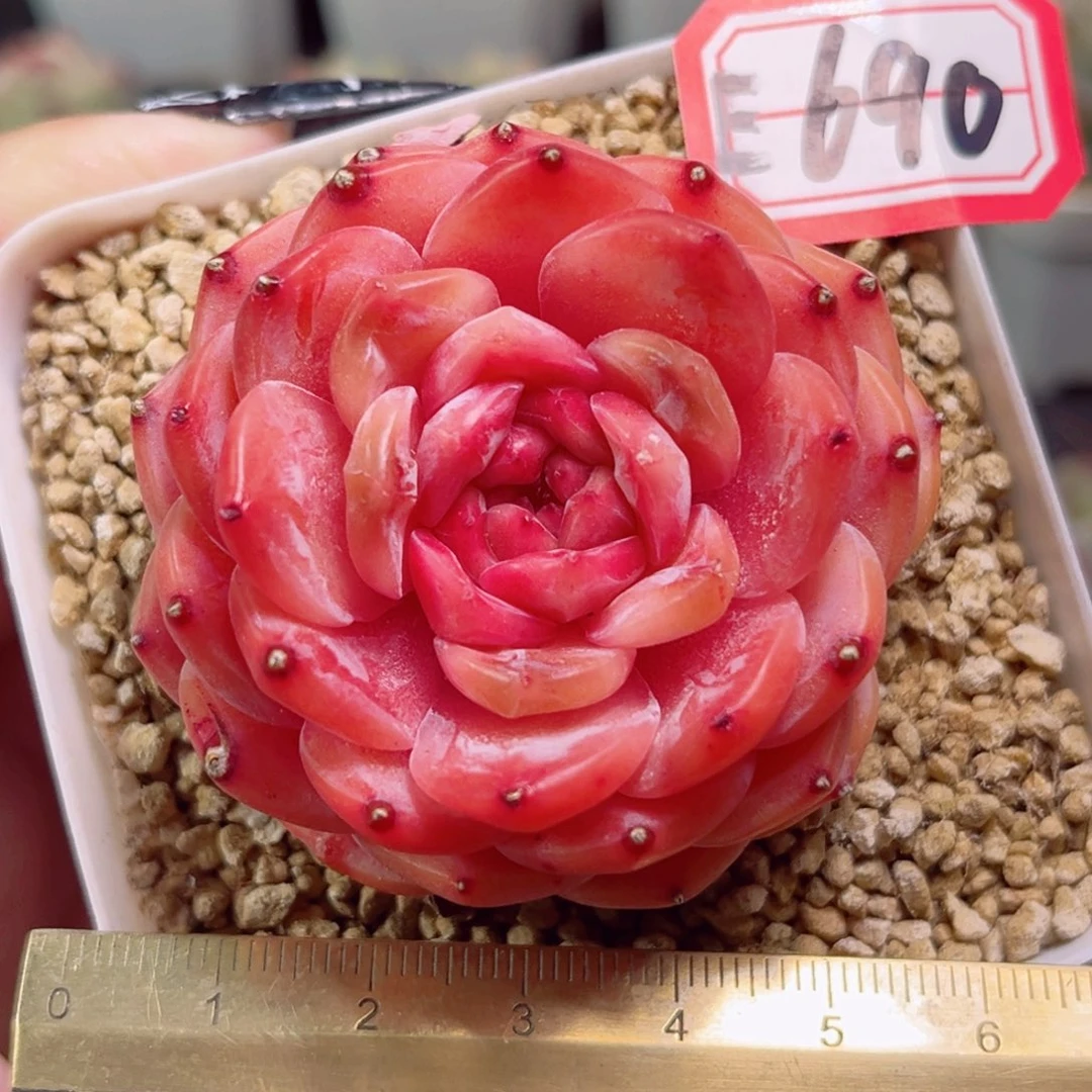 E690一物一拍 孤品