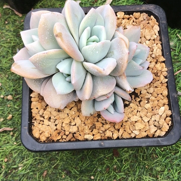5头奶茶自然群多肉植物