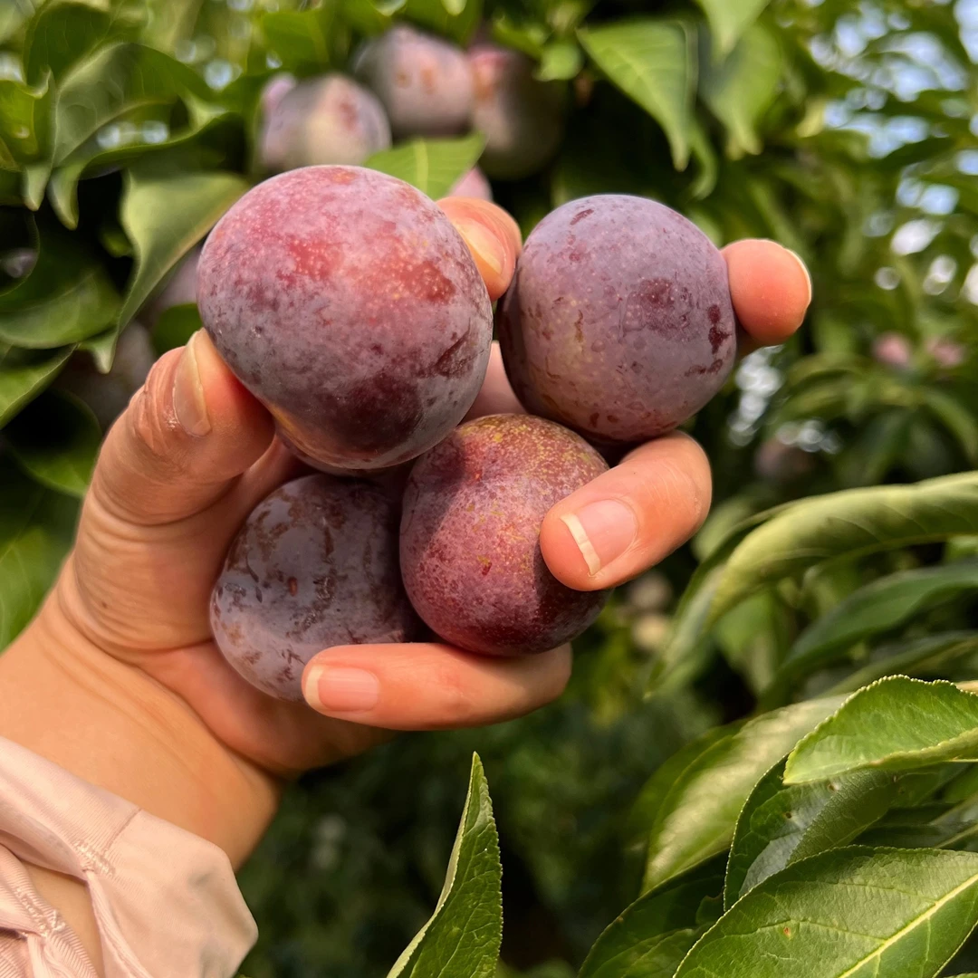 黔江中塘脆红李新鲜现摘脆甜多汁当季水果