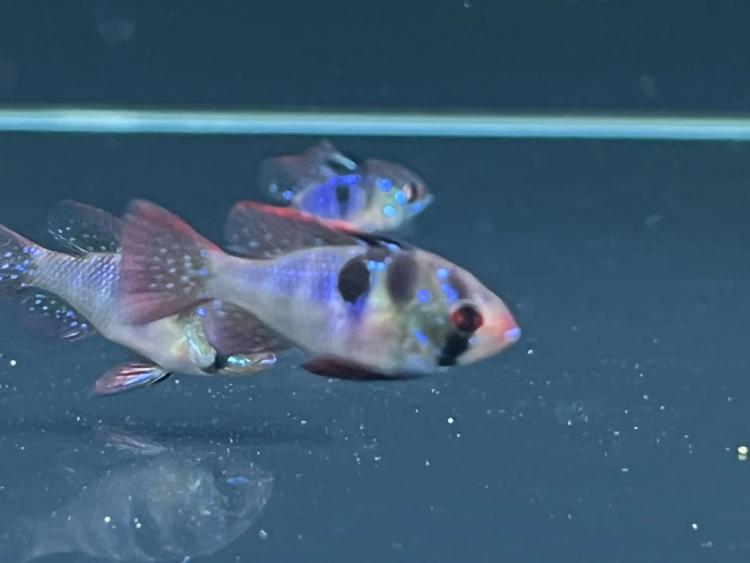 精品皮瓦斯凤凰热带鱼