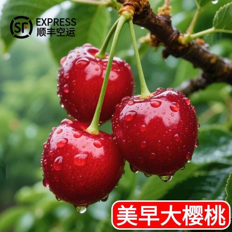 L1【顺丰空运】陕西高原美早大樱桃2/3/5斤新鲜水果当季礼盒包邮