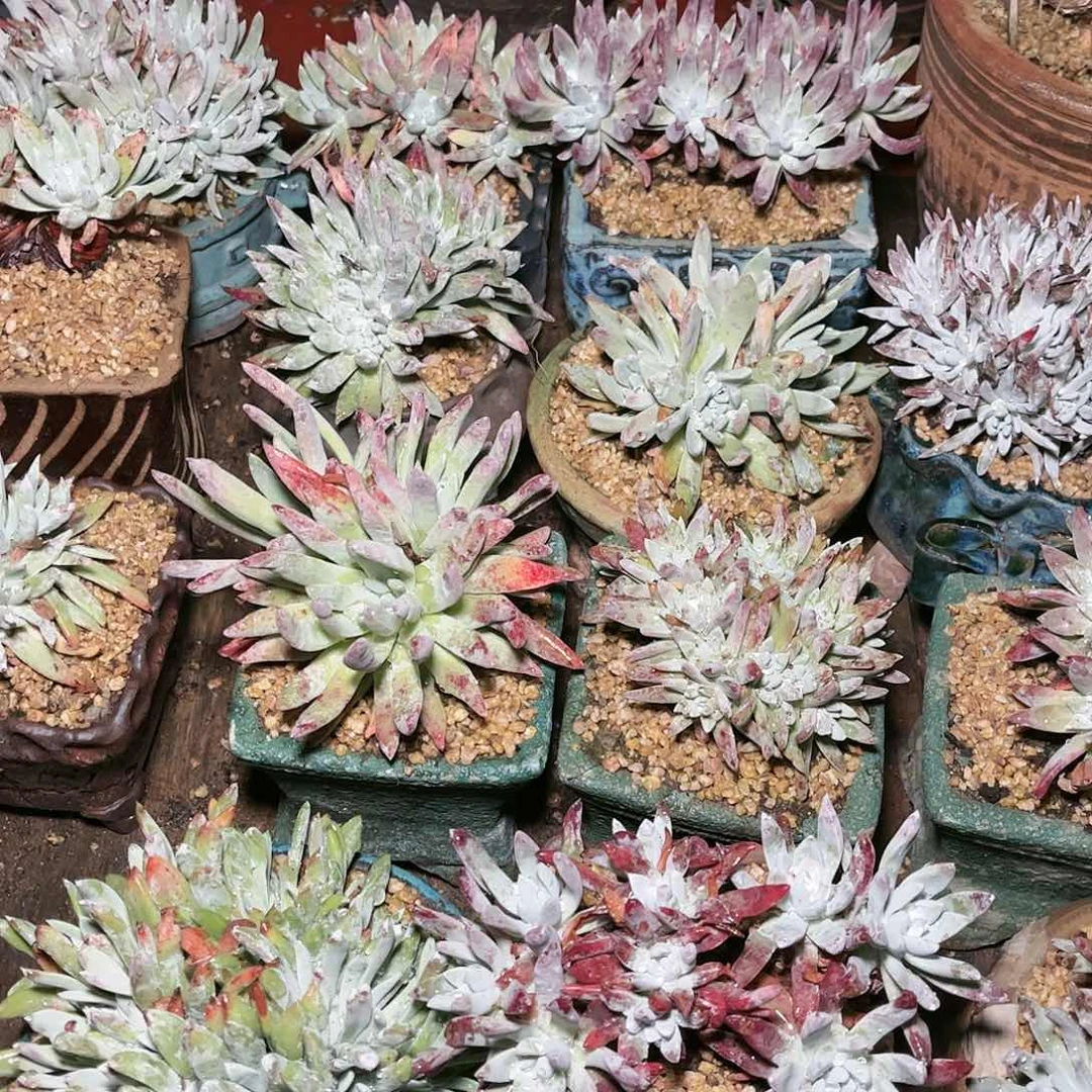 仙女杯三颗随机发