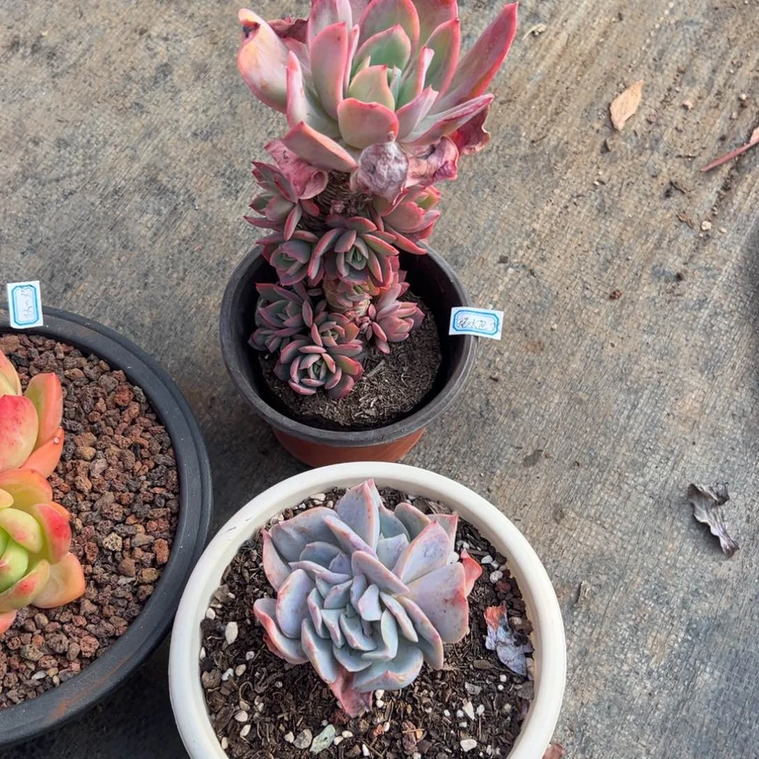 多肉绮罗，凤缀【非偏远满18包邮】