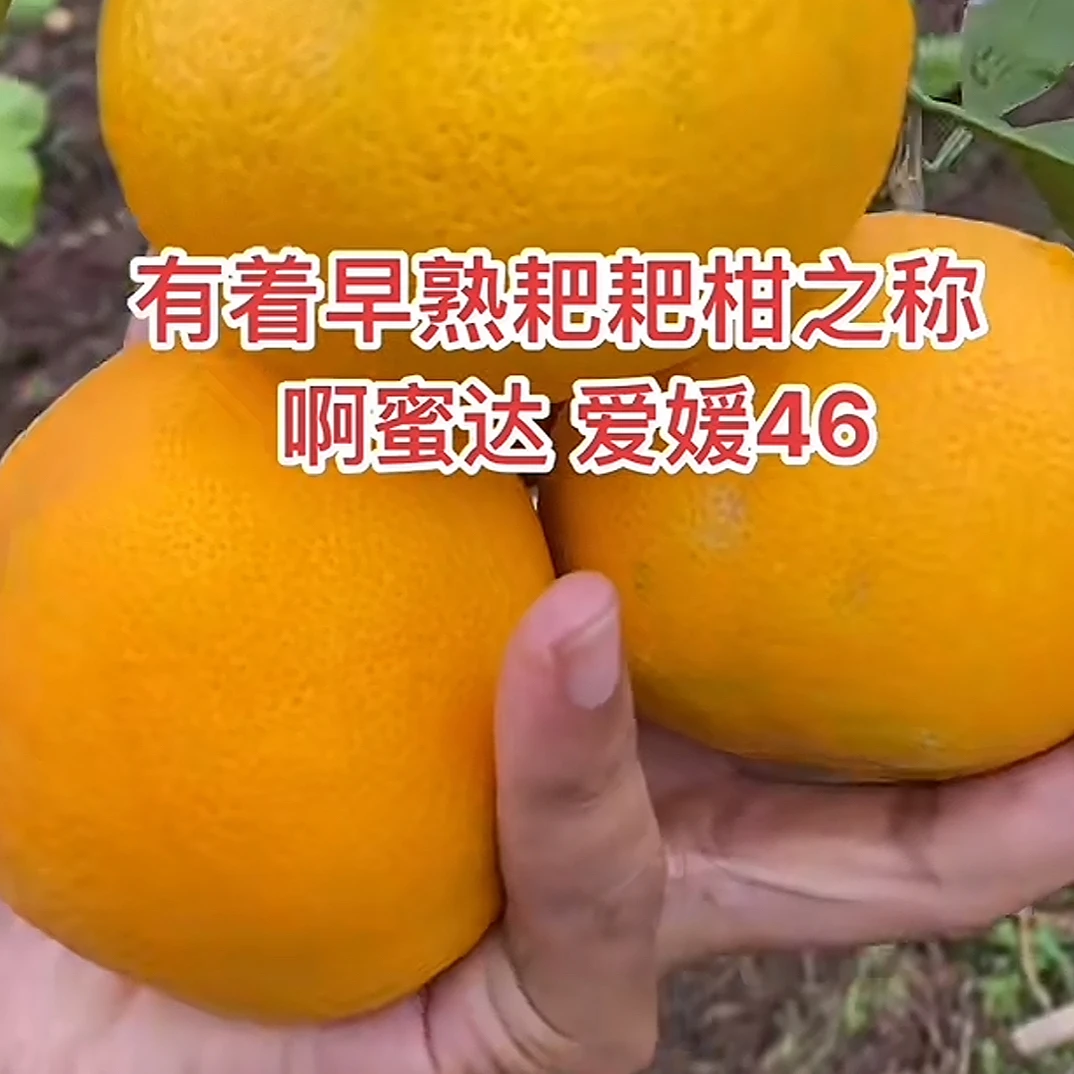 阿蜜达/爱媛46号柑橘树苗（杯苗）四川成都简阳基地直发