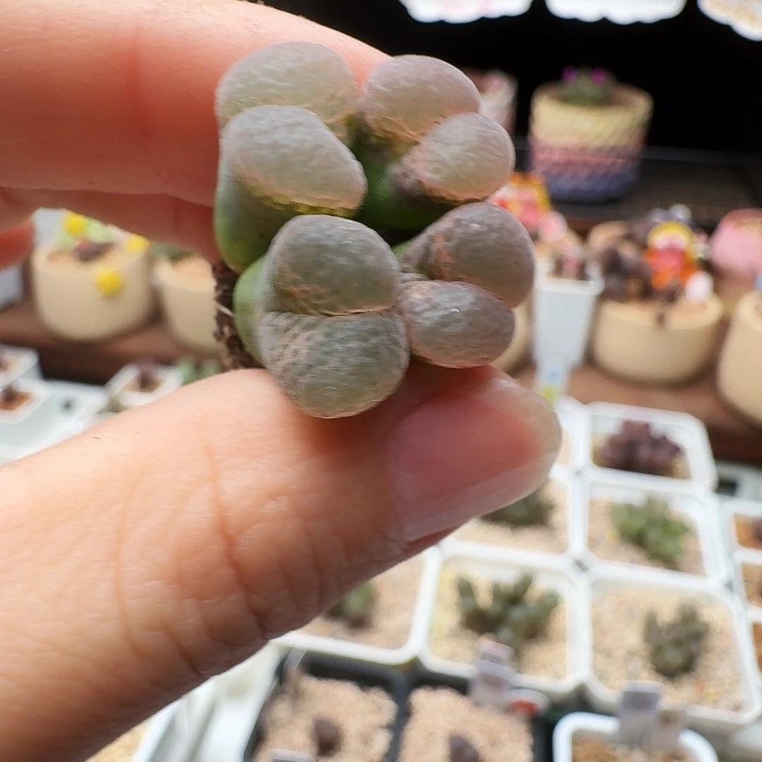 多肉植物福利风铃918