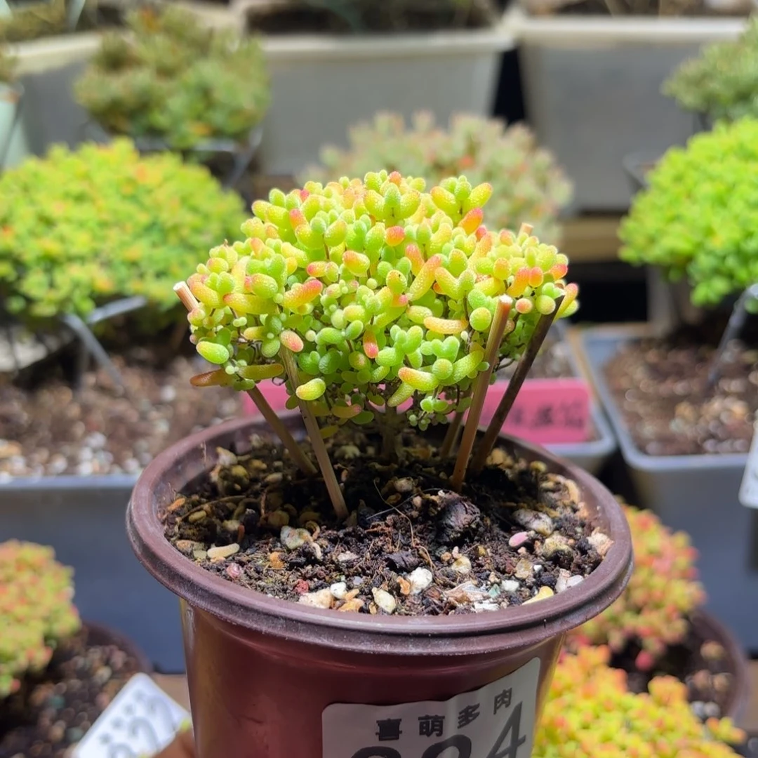 枝干番杏密橘糖球394