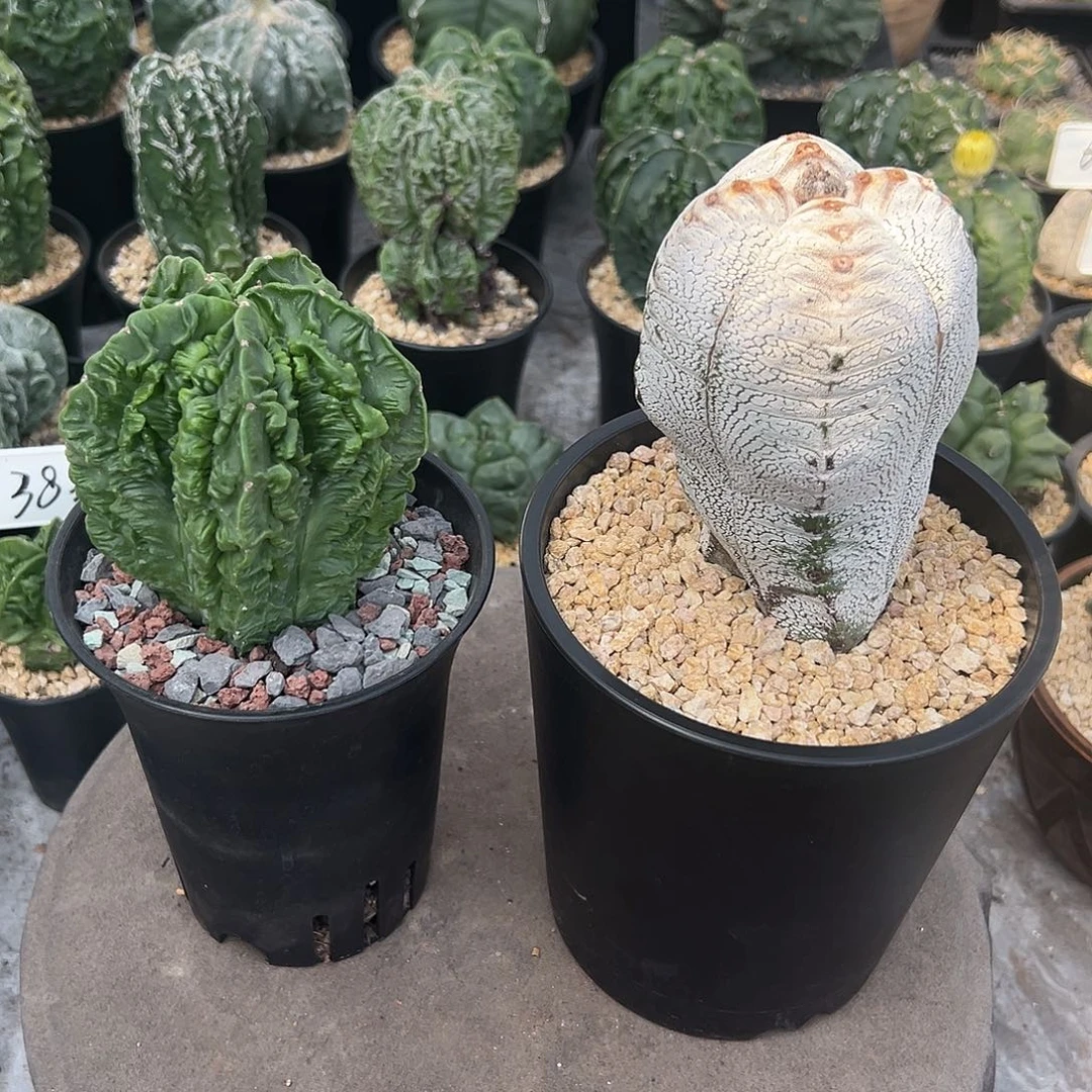 欢***号实生根核桃➕实生恩冢脱土