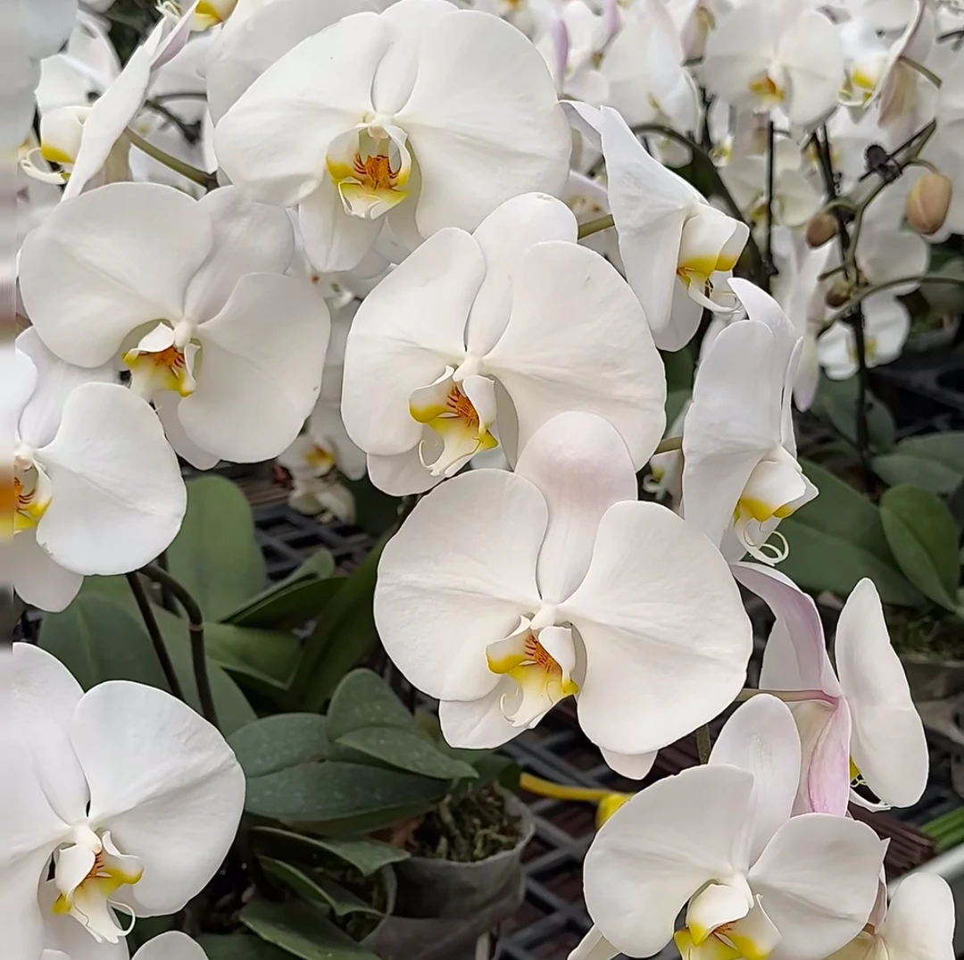 （V3大白）单梗蝴蝶兰带花带苞高级感室内花卉