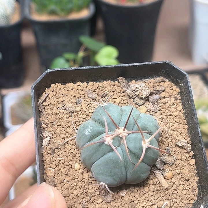 平丸实生球3.7cm一颗