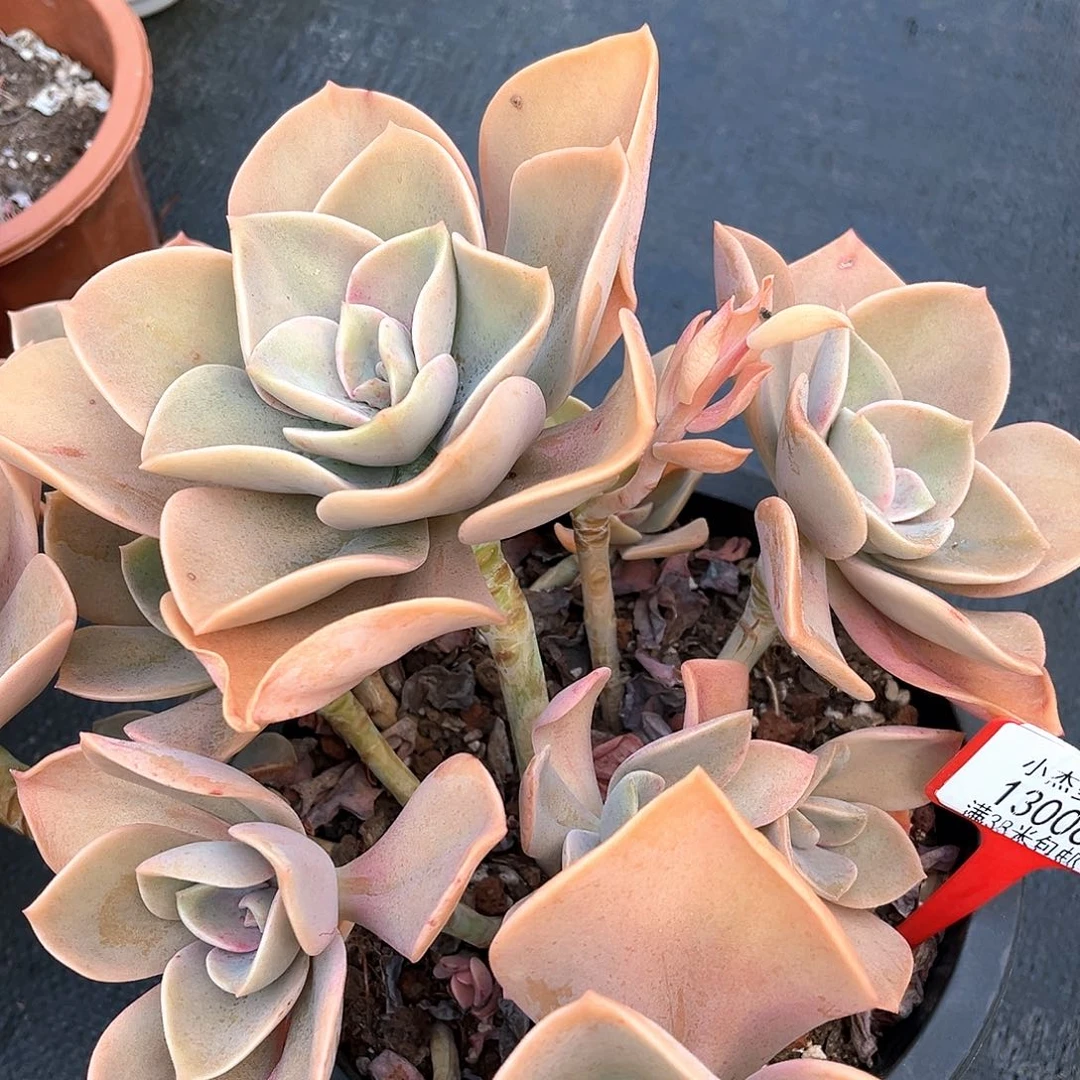 小杰家鹤仕13006