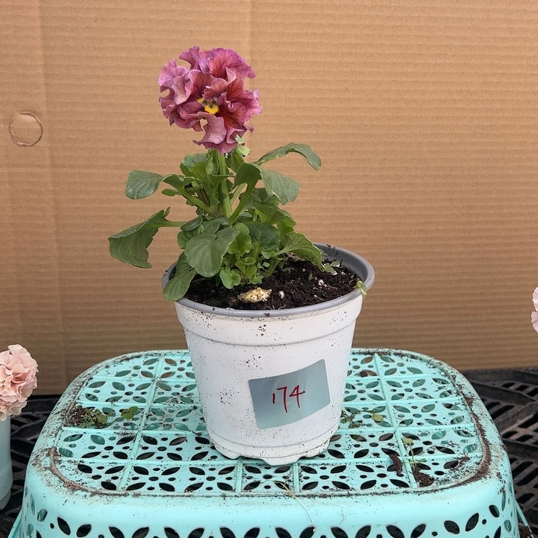 【闪购商品】完全开放174号