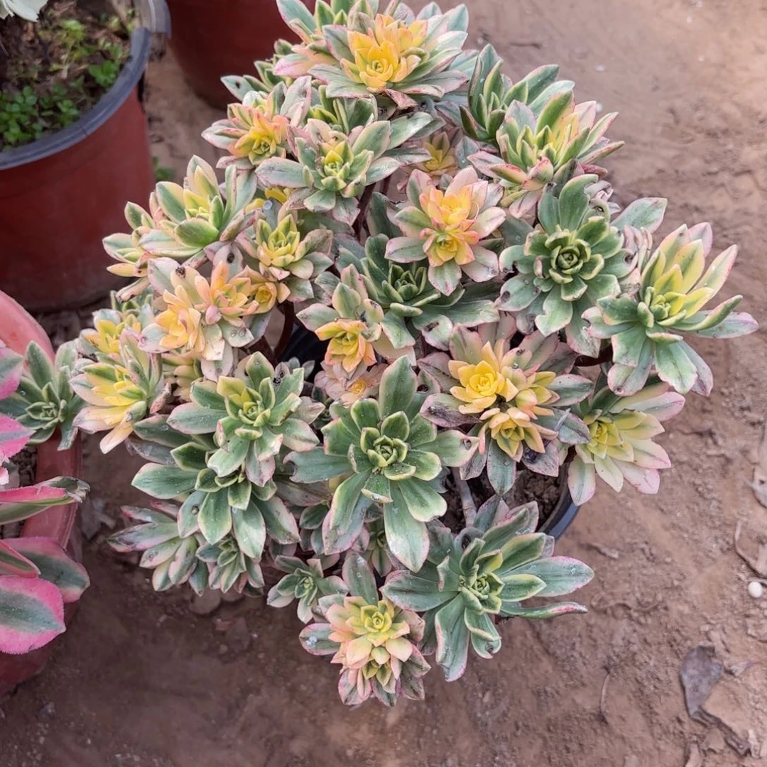 甜茶9.9木质老桩法师