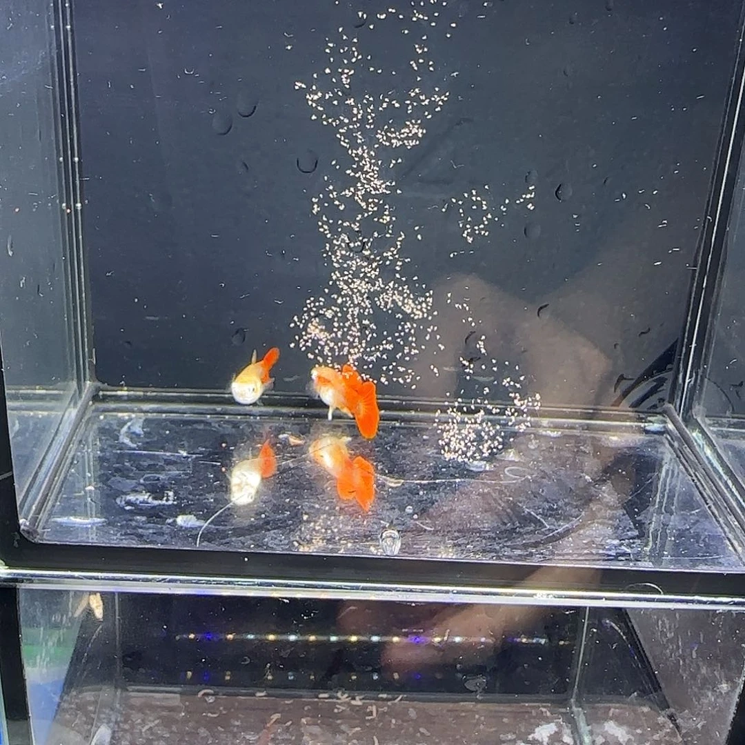 孔雀鱼黄暴球一对