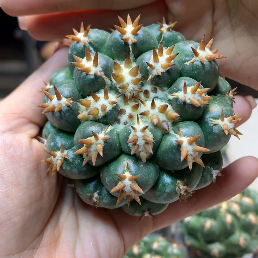 尤接  短豪刺獠牙7公分起发(无根)