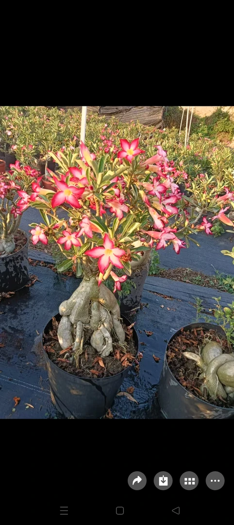 耐热室内四季开花沙漠玫瑰花卉盆栽