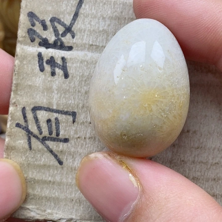 颈饰未镶嵌硅化珊瑚（珊瑚玉）飘*