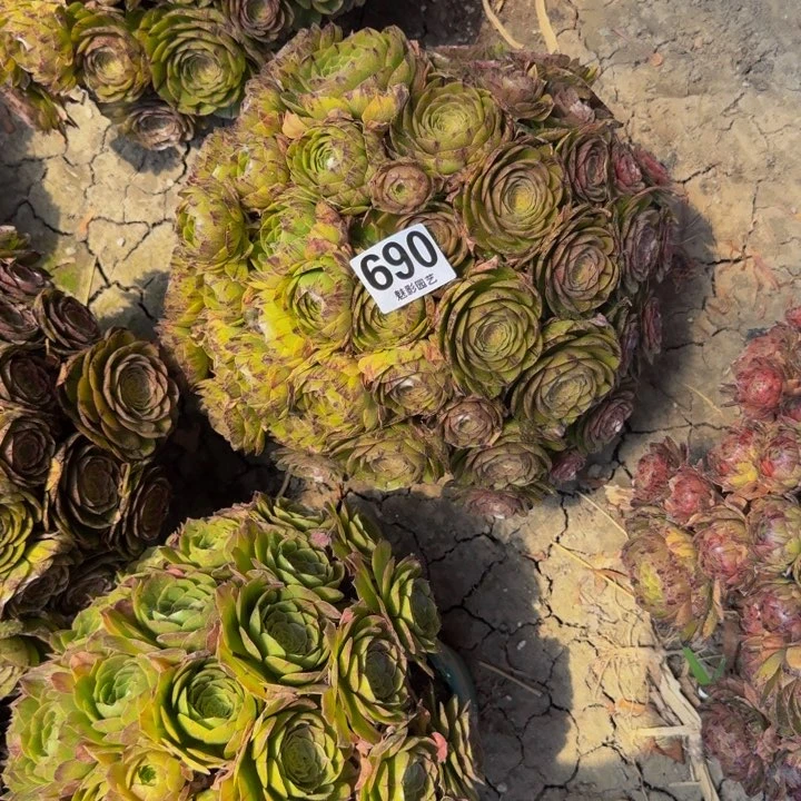 拉丝花29-42包邮花花